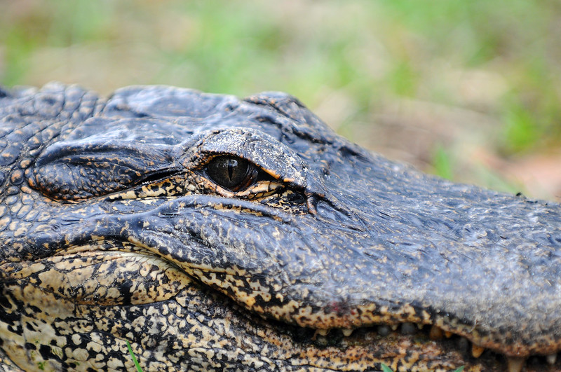 Report: Most Alligator-Infested Lakes In Florida