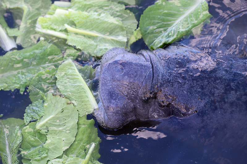 Florida Halts Manatee Winter Feeding as Seagrass Conditions Improve