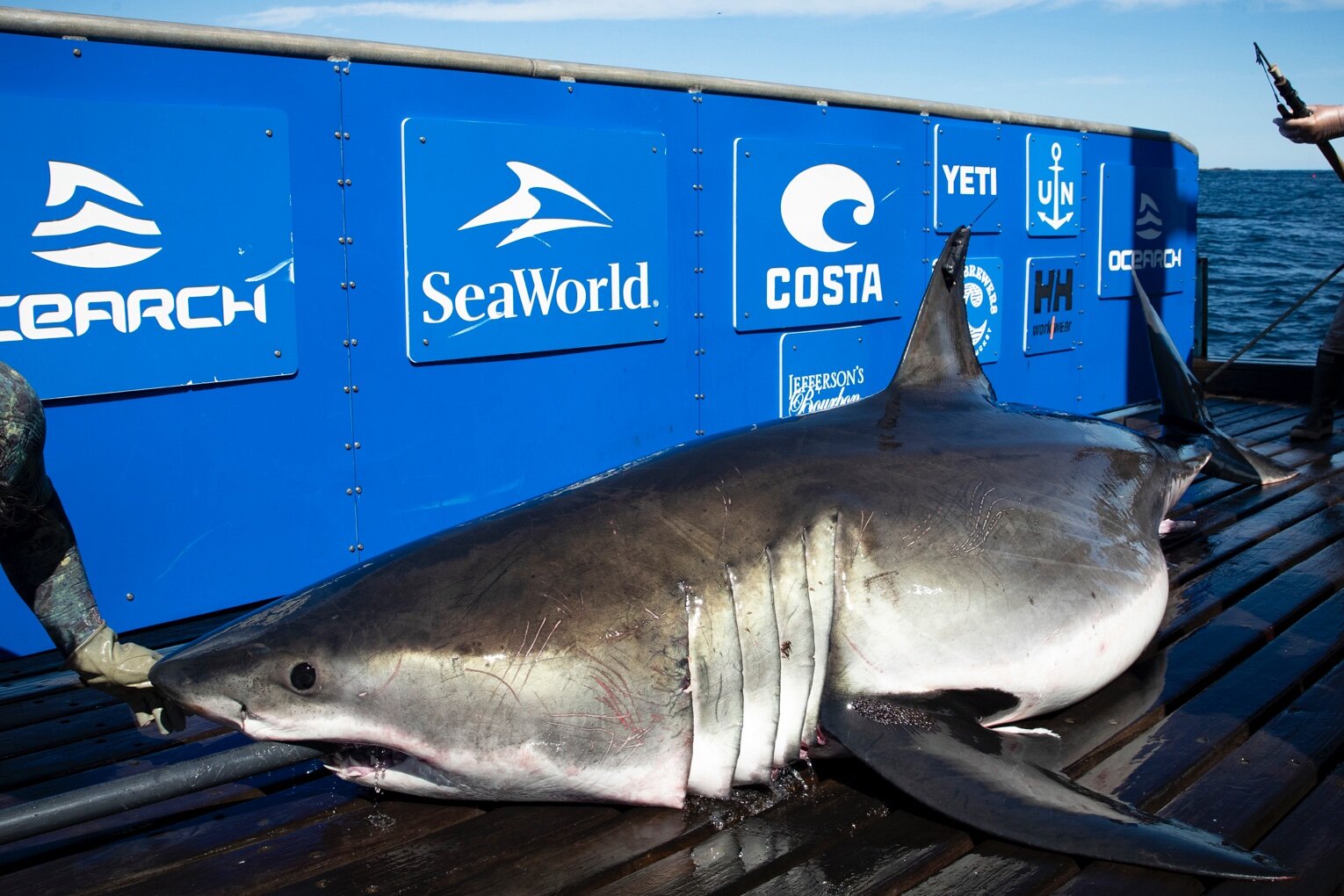 1,400 Pound Great White Shark Tracked Near St. Augustine, Florida