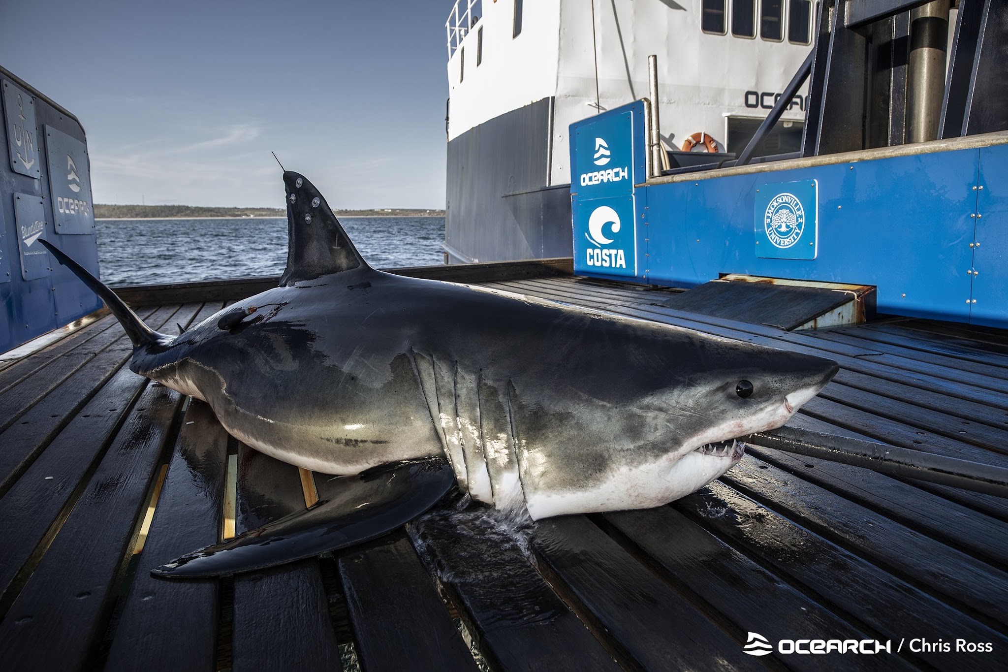 578 Pound Great White Shark Tracked Off Florida