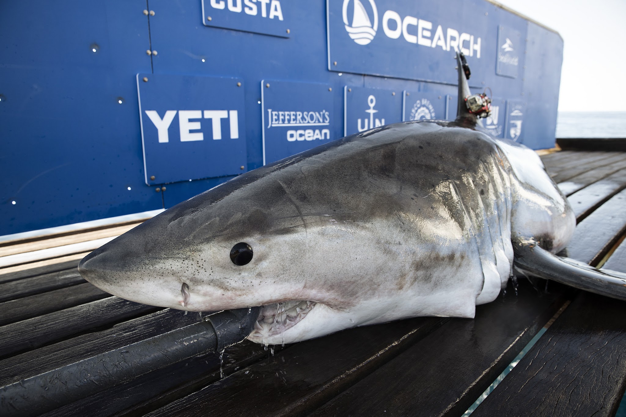 Great White Shark Tracked Near Miami