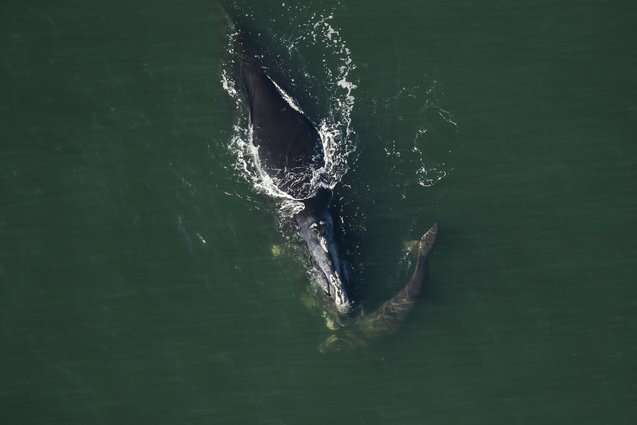 Right Whales Spotted Off Florida