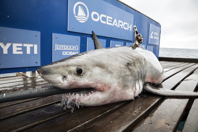 Great White Shark Tracked Off Of Vero Beach