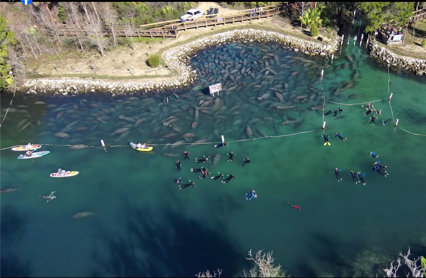 Hundreds of Florida Manatees Gather In Crystal River