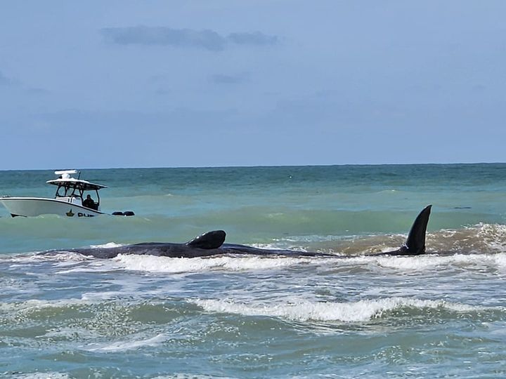 Live Sperm Whale Beached Off Florida Coast