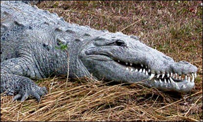 Crocodile Bites Man After Boat Capsizes In Florida Everglades