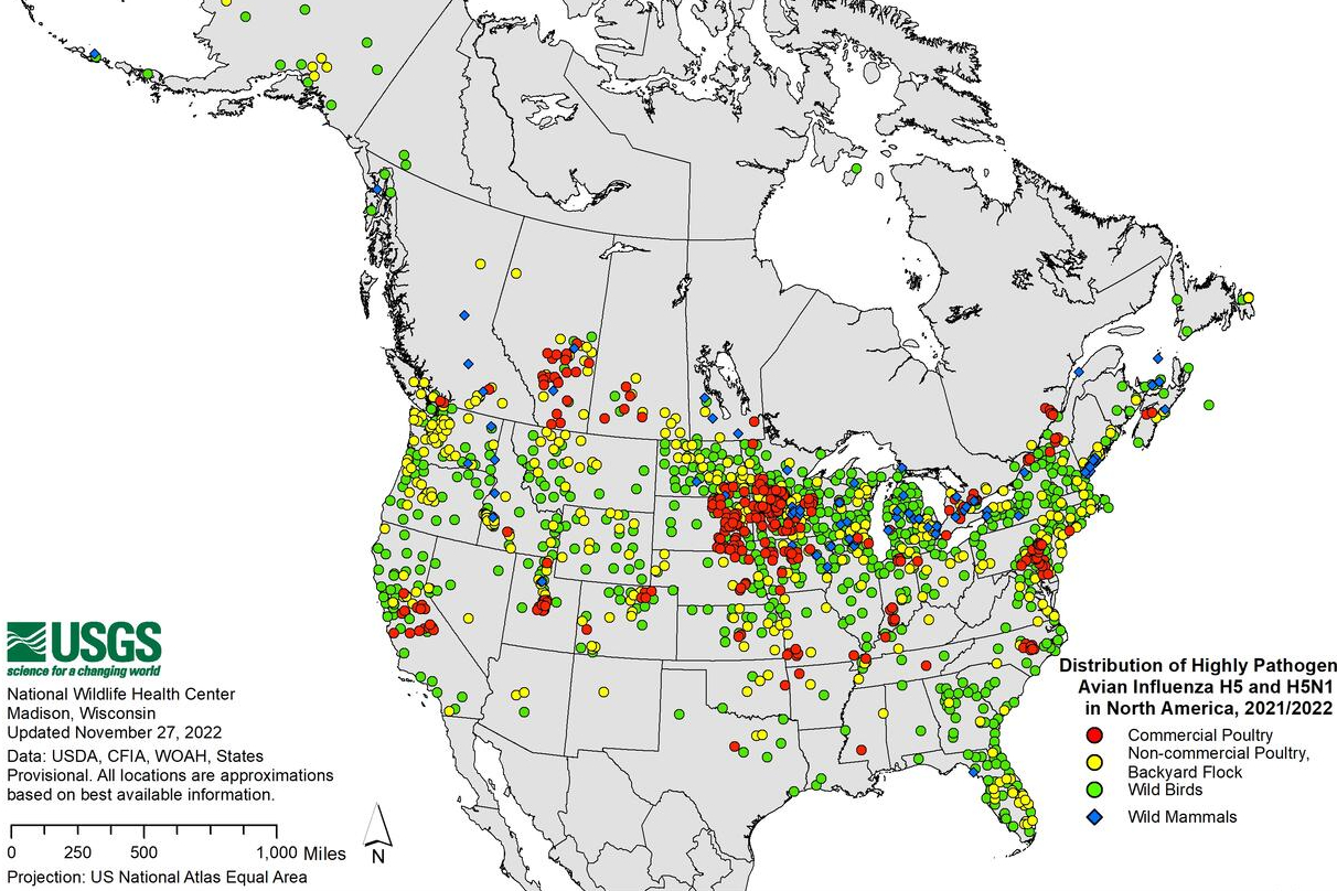 FDA: Remnants Of H5N1 Bird Flu Virus Found In Milk