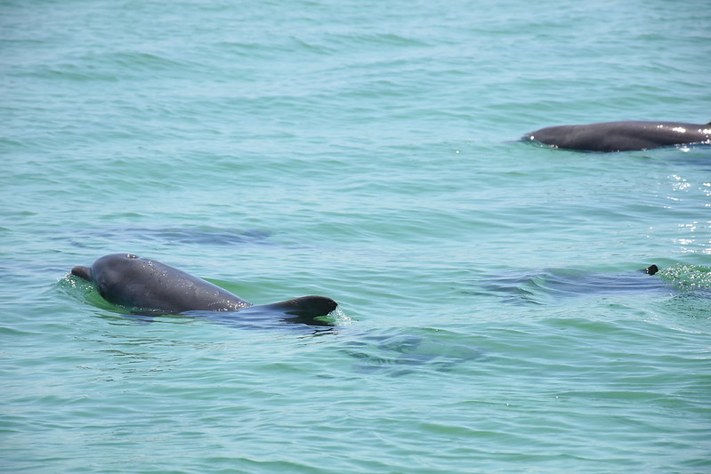 UF Researchers Find Florida Dolphin Infected With Avian Flu