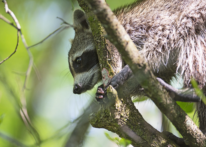 Florida Department of Health Issues Rabies Alert In Polk County