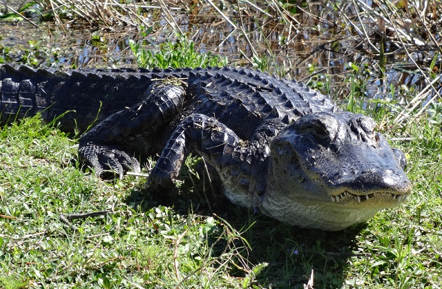 Florida Alligator Spring Mating Season 2024 Safety Tips