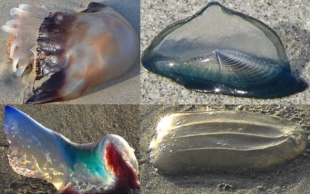 How to Identify Types of Jellyfish Species in Florida