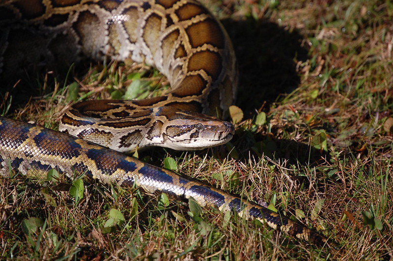 Registration For Florida Python Challenge Opens Today