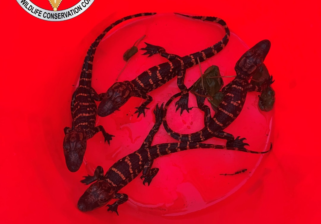 FWC Saves 4 Baby Alligators From Florida Poachers