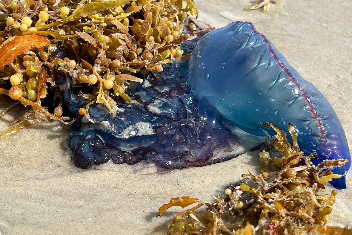 Portuguese Man O’ War Wash Up On North Florida Beaches