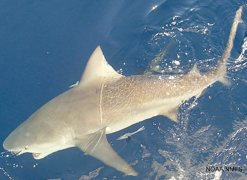 Bull Sharks Spotted Off Panama City Beach