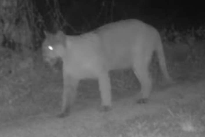 Florida Panther Spotted In Polk County