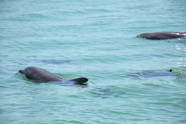 Study Finds Dolphins With Elevated Mercury Levels In Florida