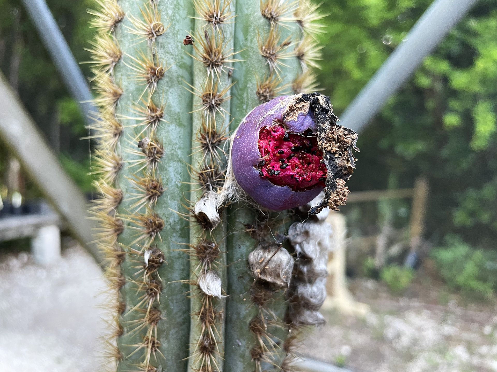 Study: Florida Cactus First U.S. Local Extinction Due To Sea Level Rise