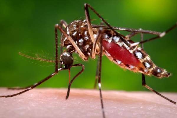 Florida Heath Department Issues Dengue Fever Alert