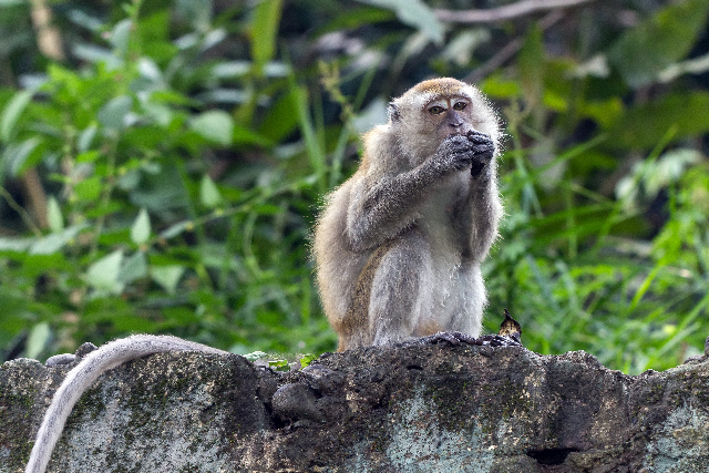 Crab-Eating Monkey, Murder Hornet Likely Florida’s Next Invasive Species