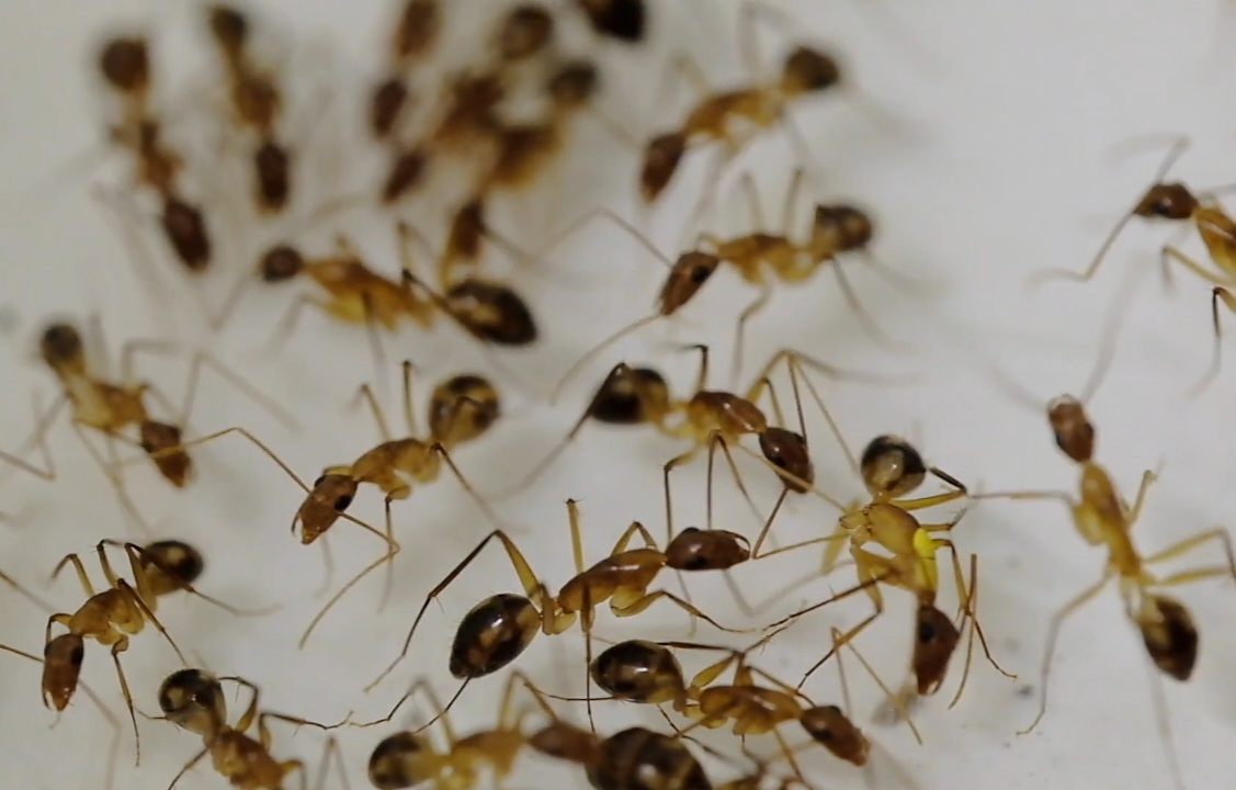 Study: Florida Carpenter Ants Surgically Amputate Limbs Of Sisters