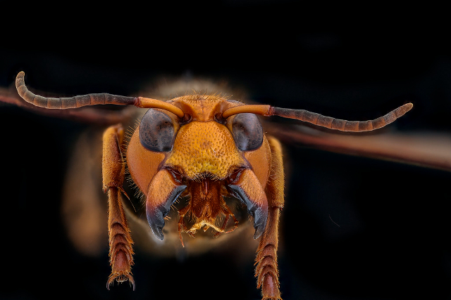 Murder Hornet Eradicated In U.S.