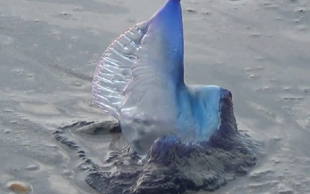 Portuguese Man-o-War Blue Jellyfish Invade South Florida Beaches