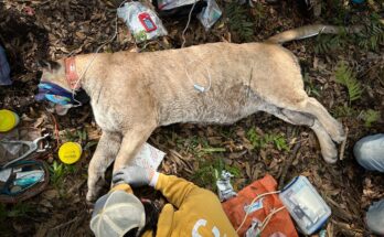 Heaviest Florida Panther Ever Recorded Captured By Biologists