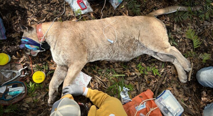 Heaviest Florida Panther Ever Recorded Captured By Biologists