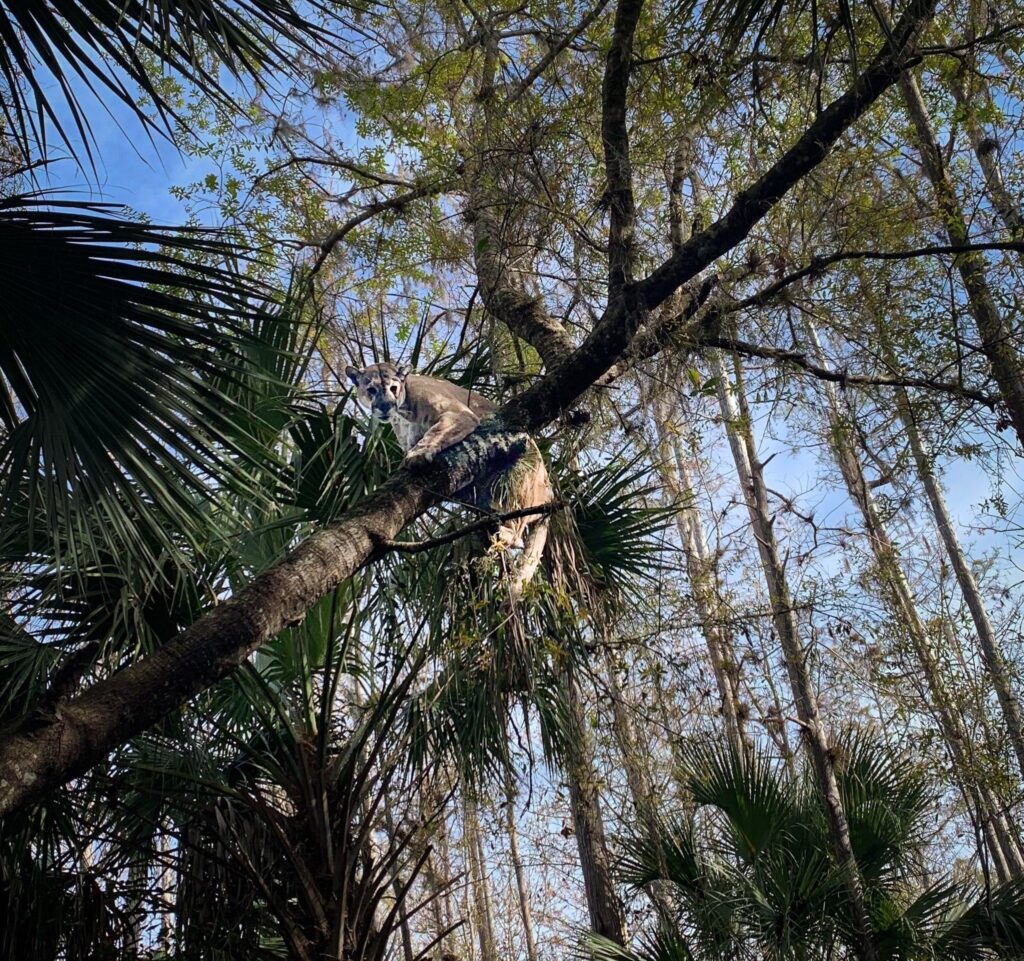 Florida panther in a tree