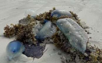 Portuguese Man-of-War Invade North Florida Beaches