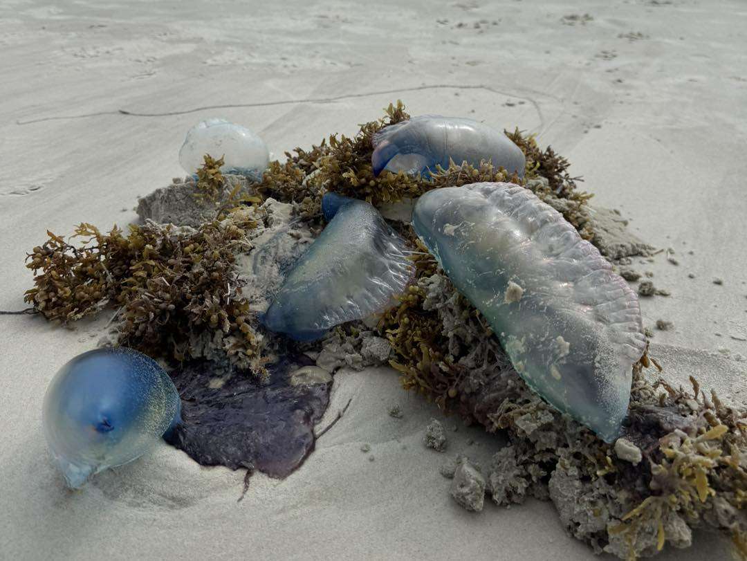 Portuguese Man O’ War wash up on St. Johns County beaches. Credit: St. Johns County Marine Rescue