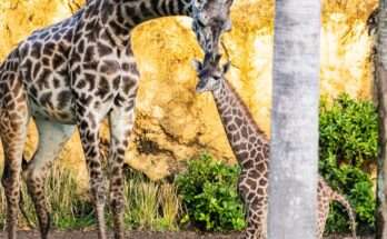 New Baby Giraffe Born At Disney World’s Animal Kingdom
