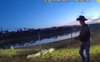 Deputies Capture Florida Alligator Visiting A High School