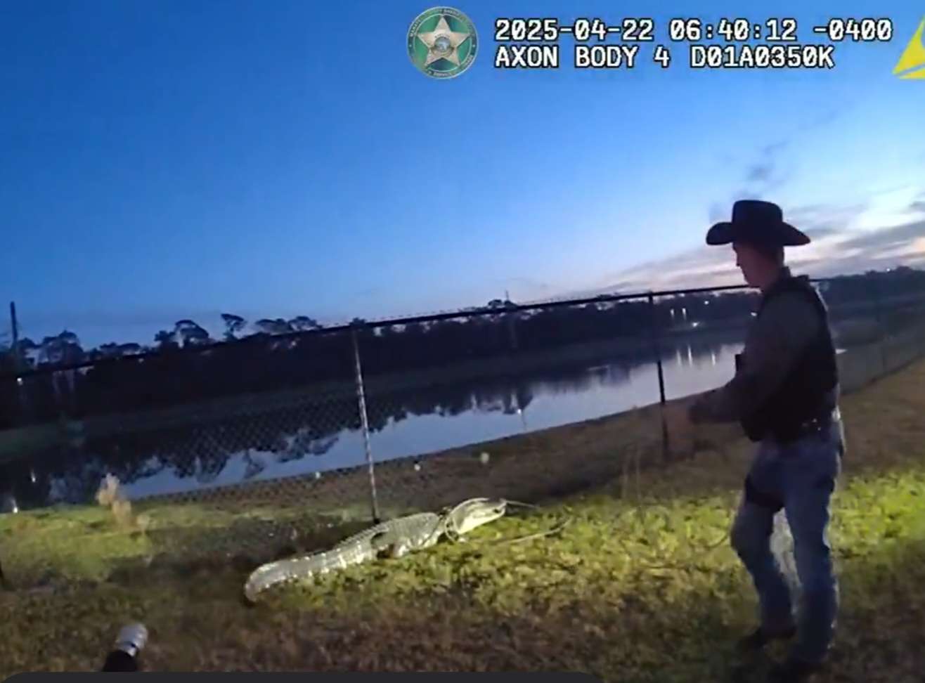 A Manatee County Sheriff’s deputy, wearing a cowboy hat, stands on a grassy area near a chain-link fence by a body of water at dusk. The deputy is handling a captured alligator on the ground, as seen in bodycam footage timestamped April 22, 2025, at 6:40:12 AM. The footage overlay includes the sheriff’s logo and Axon Body 4 camera details.