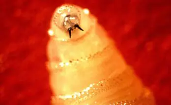 USDA: Screwworms That Eat Humans and Livestock Alive, Nearing U.S. Border