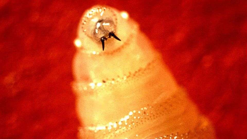 New World Screwworm larvae