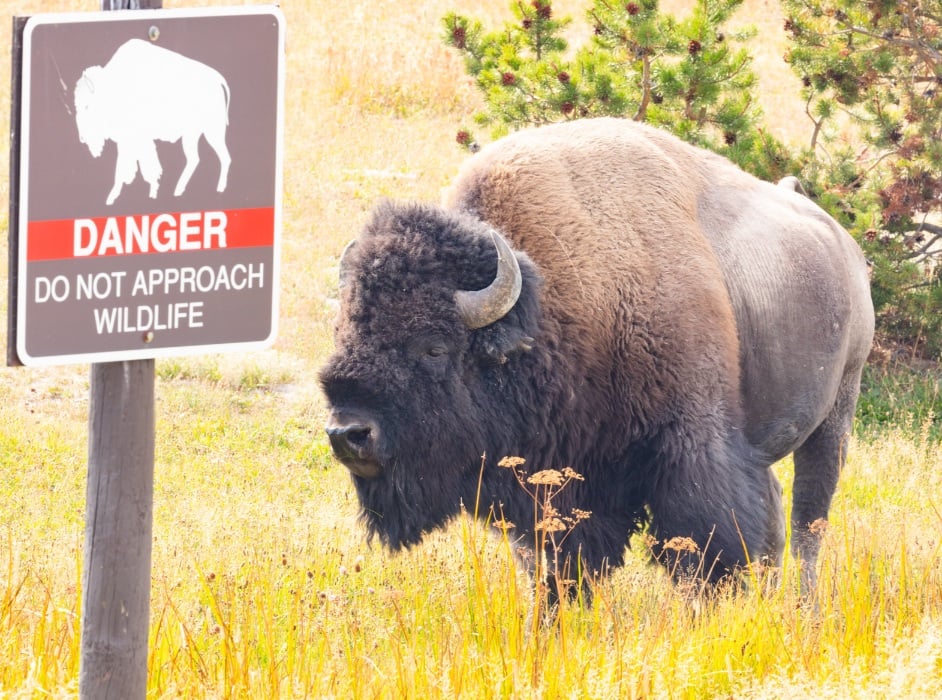 Florida Man Gored By Bison In Yellowstone National Park