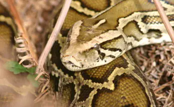 Registration For 2025 Florida Python Challenge Opens Today