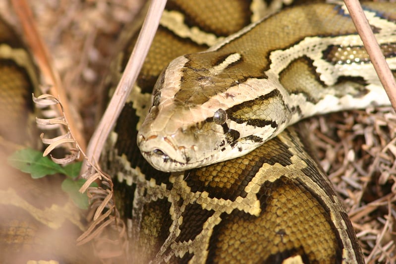 Burmese python in Florida. Credit: Florida Fish and Wildlife Conservation Commission