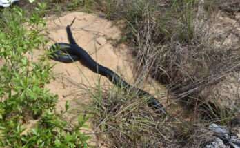 42 Longest Native Snakes In U.S. Released In Florida
