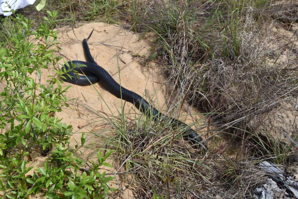 The eastern indigo snake (Drymarchon couperi) is the longest snake native to North America. Credit: Central Florida Zoo & Botanical Gardens