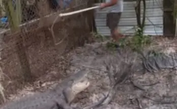 Florida Man Arrested For Keeping 9-Foot Alligator, Dog Fighting Operation