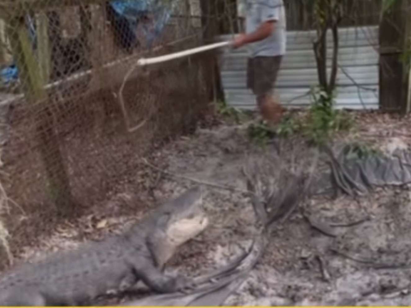 Florida Man Arrested For Keeping 9-Foot Alligator, Dog Fighting Operation