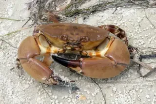 Florida Stone Crab Season Begins October 15