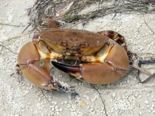 Florida Stone Crab Season Begins October 15